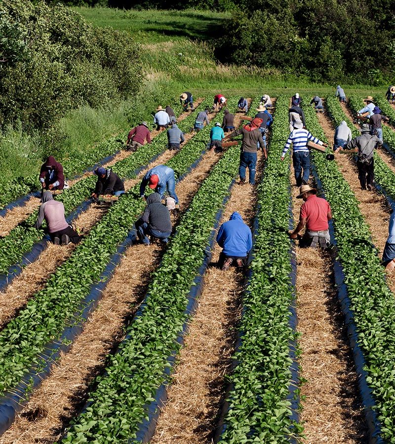 Farm workers pick strawberries in a field.